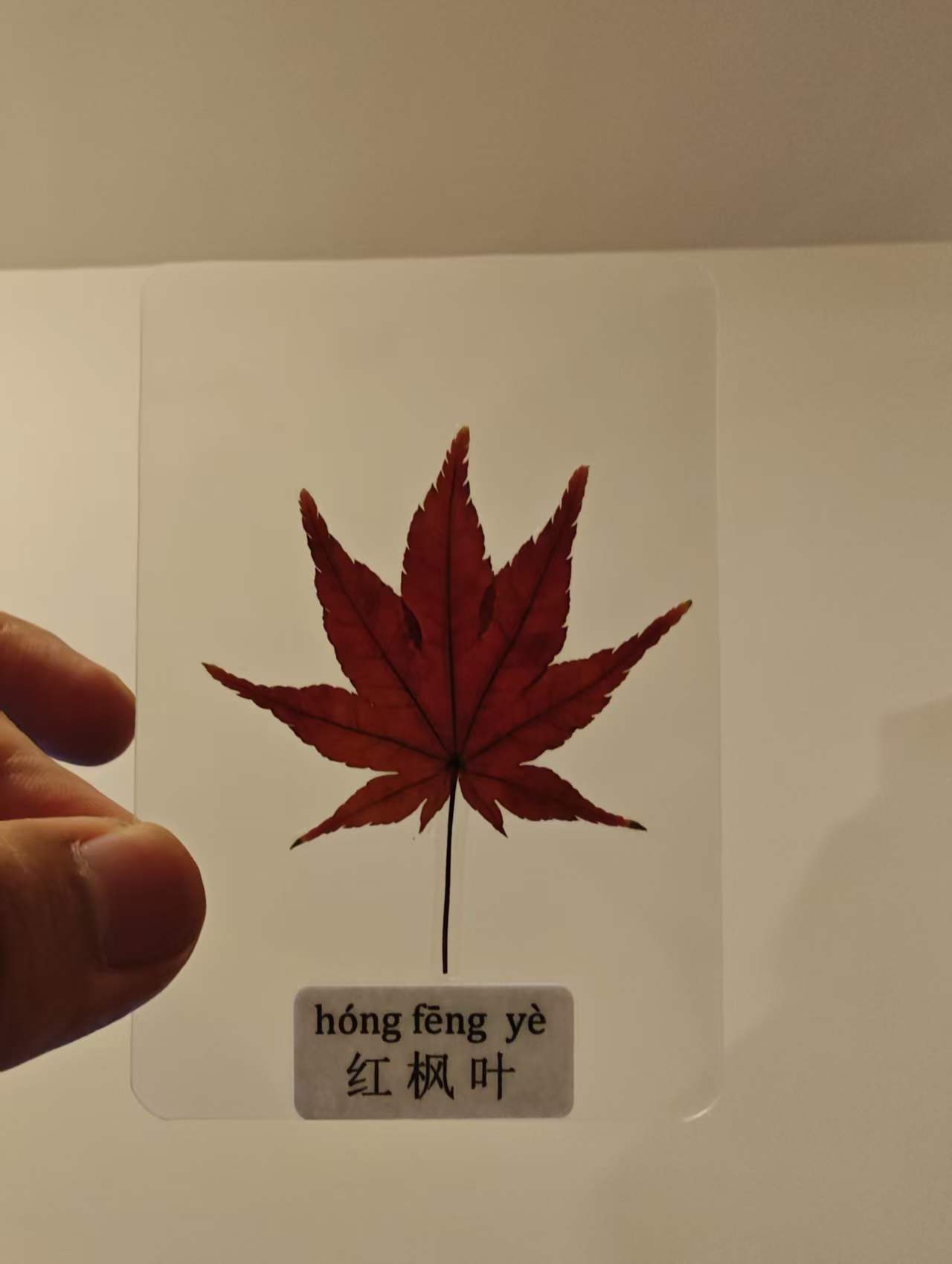透明卡片里保存的一片红枫叶